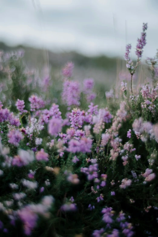 a bunch of wild flowers on top of a field