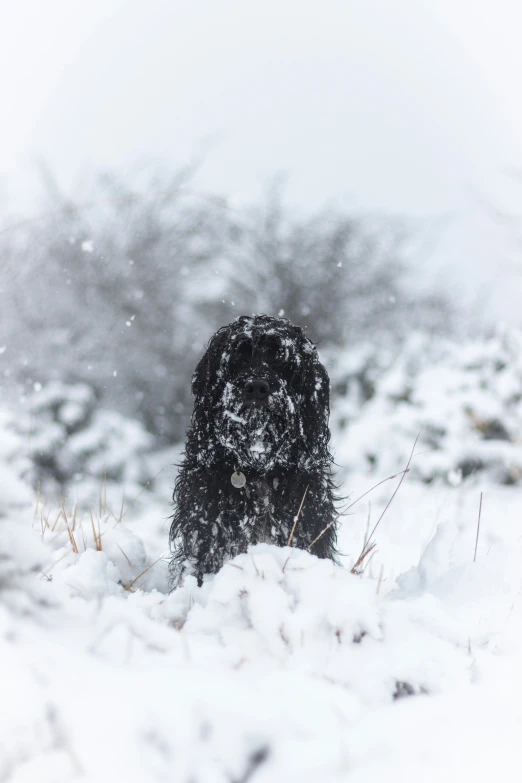 a black dog sits in the snow near some trees