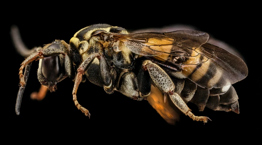 a brown and black bee sitting on top of a piece of wood