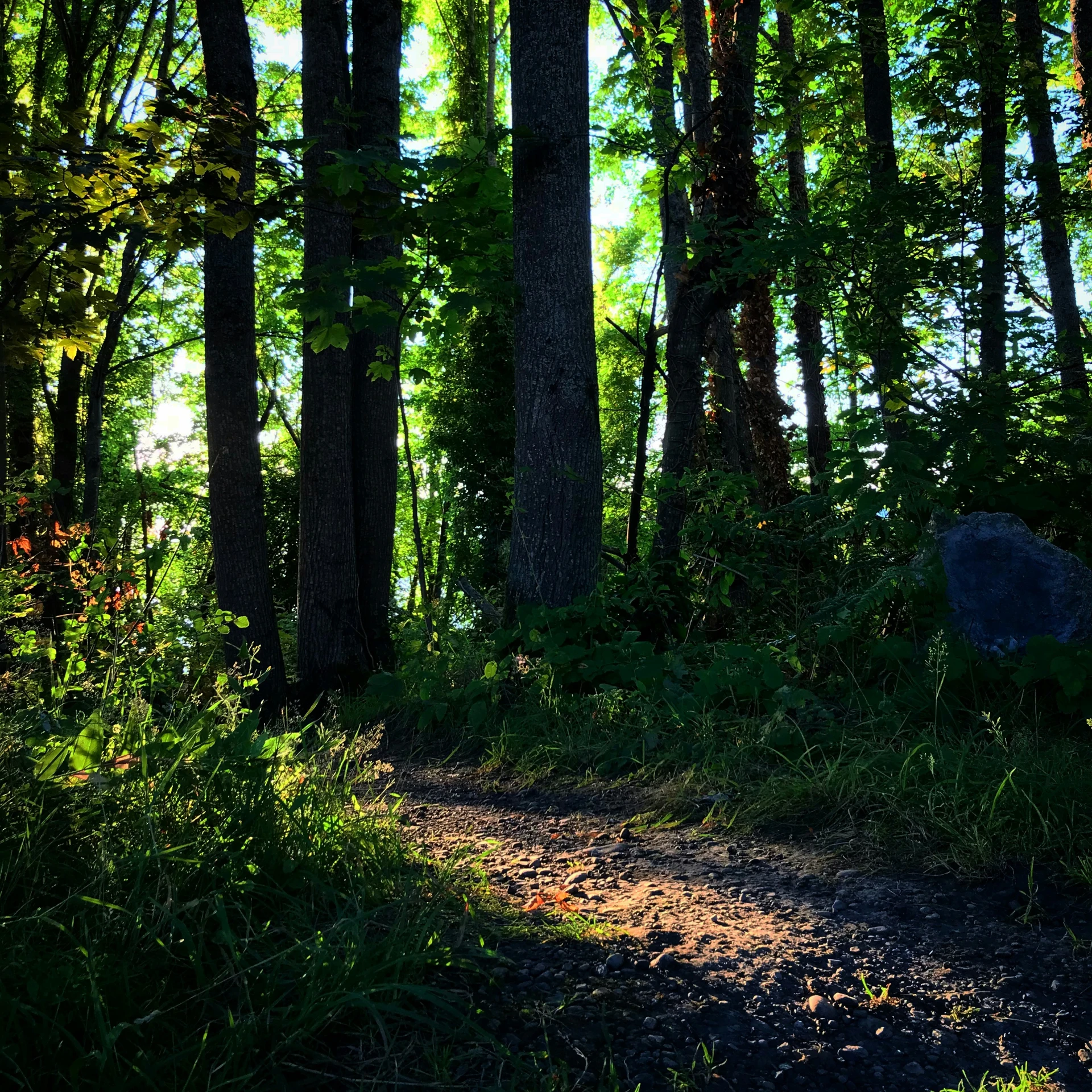 a path in the woods with tall trees