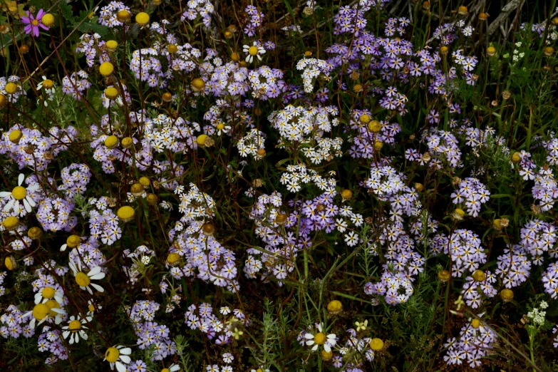 a large amount of small purple flowers