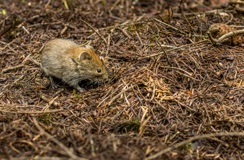 a mouse is in the grass with brown needles