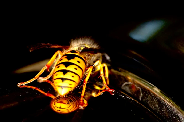 a yellow and black insect sitting on top of a table