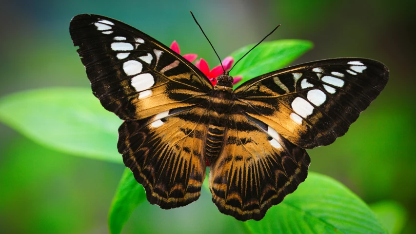 a large erfly flying in the air over flowers