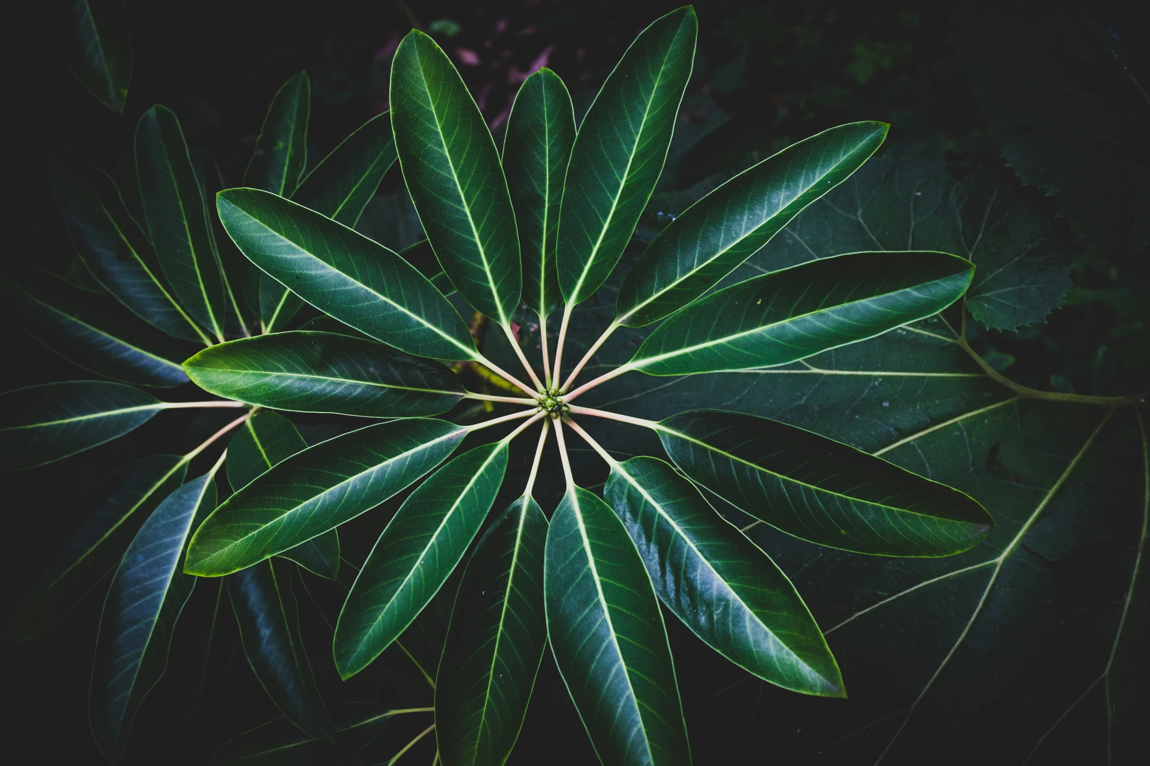 a large leaf in the middle of some plants