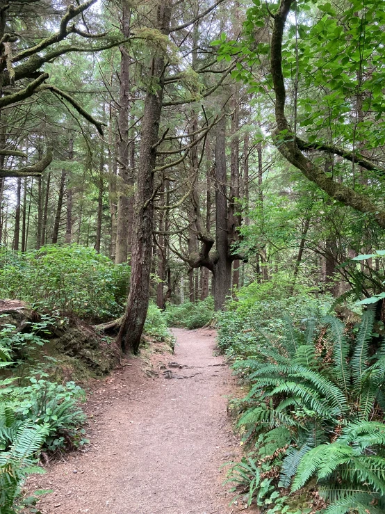 a forest trail in the middle of the woods