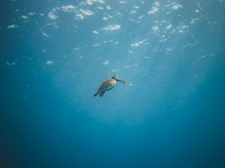 an animal swimming on its way through the water