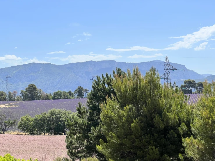 the trees are in front of the mountains