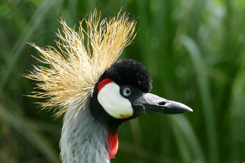 a bird with long hair on its head and a lot of feathers in the back