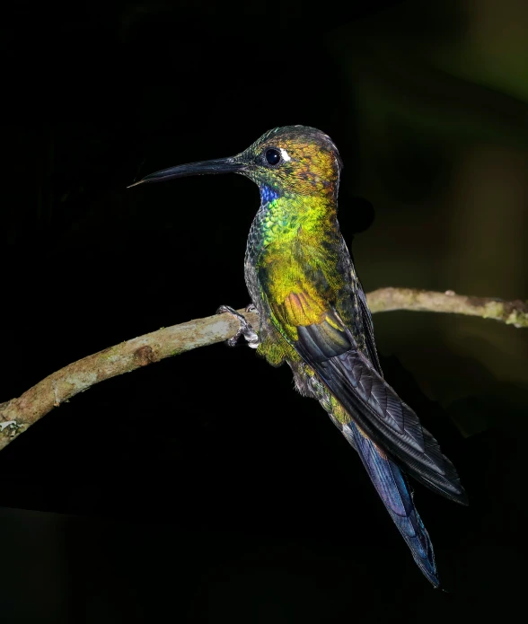 a small colorful bird sitting on top of a tree nch