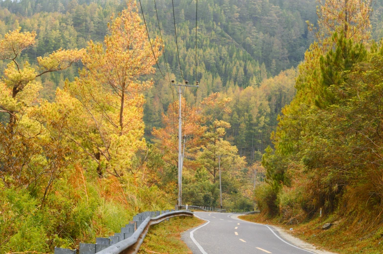 an empty road with yellow foliage and fall colors