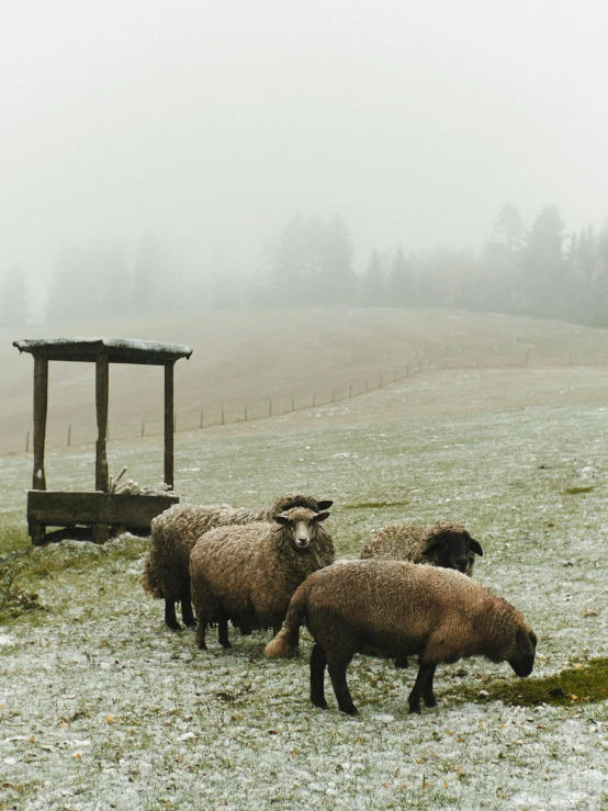 five sheep eating grass and covered in snow