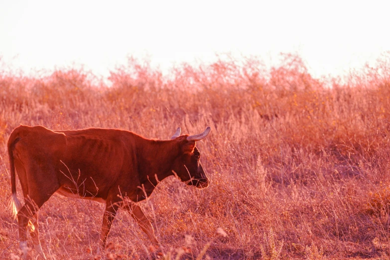 a cow walking around some tall grass on a sunny day