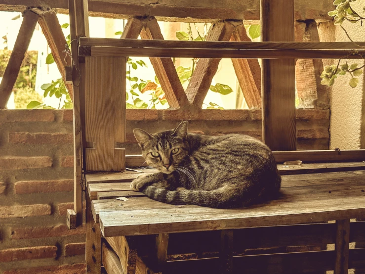 an adult cat sits on a wooden frame