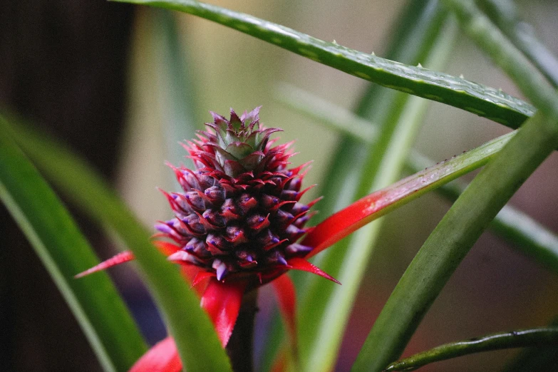 a red flower is blooming inside of some green plants