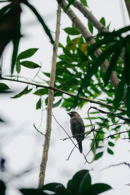 a bird sitting on top of a tree nch