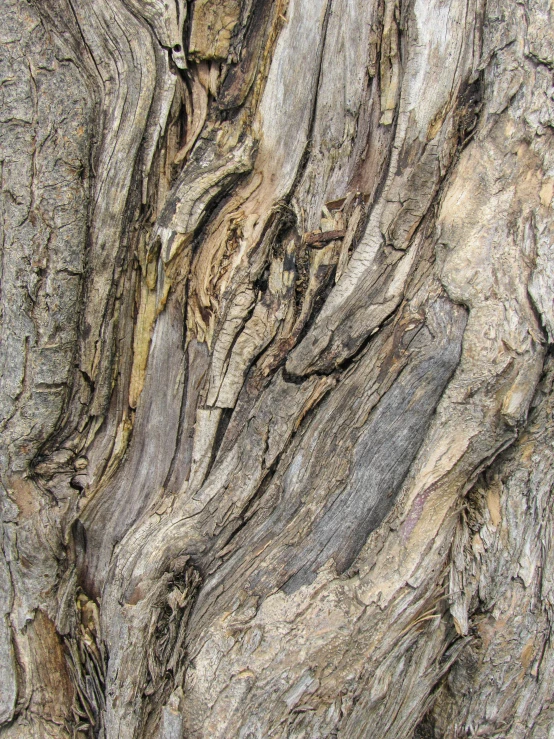 the bark of a tree is exposed and stained