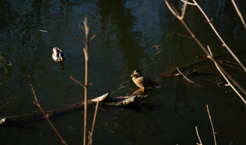 a duck and a duckling are floating in the water