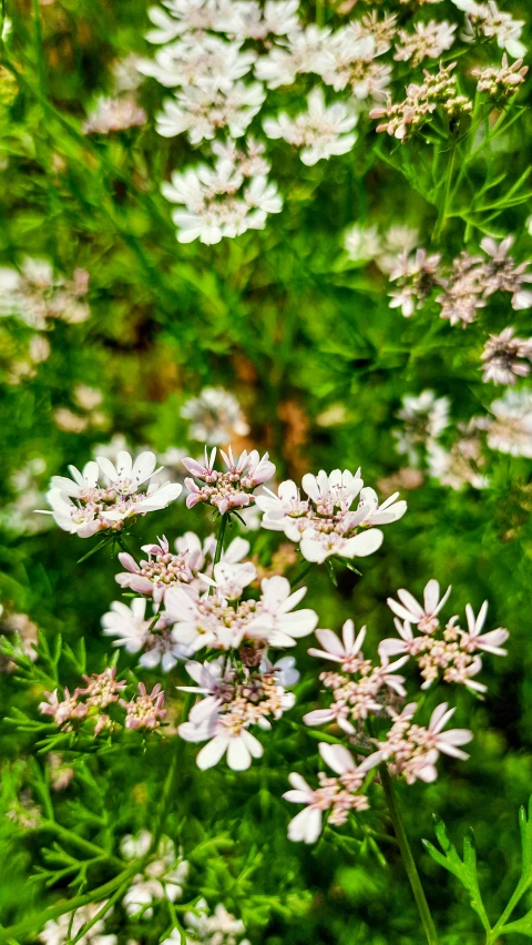 some pink and white flowers on a grassy surface