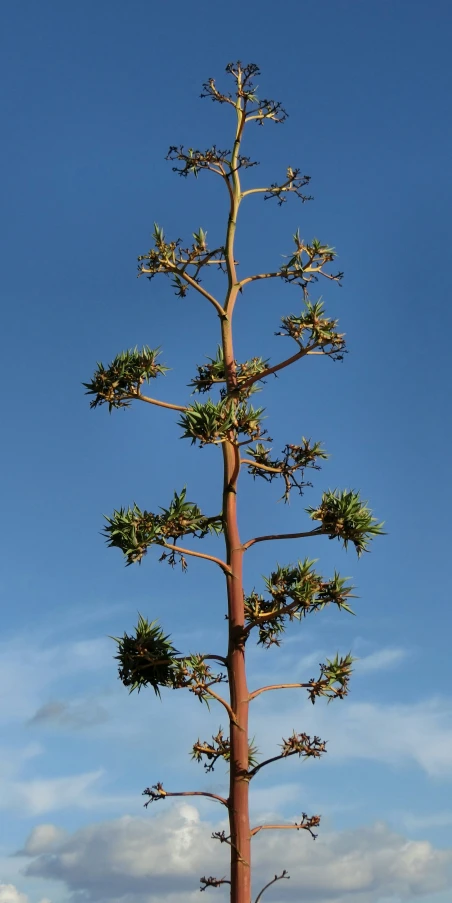 the tall tree has green leaves near some trees