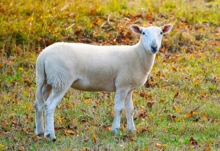 a lamb standing in a field full of leaves