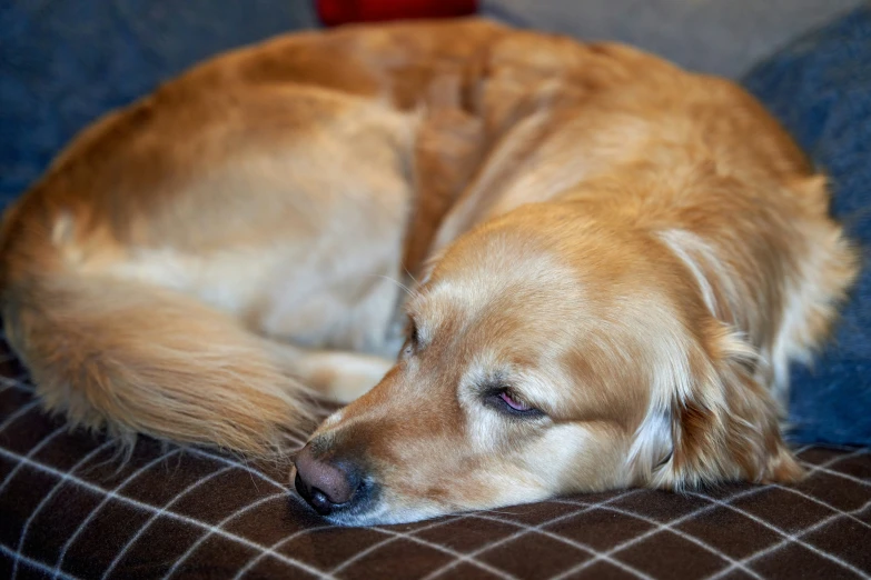 a large golden retriever sleeping on the couch