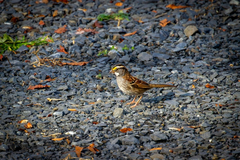 a little bird with an empty yellow beak standing on the rocks