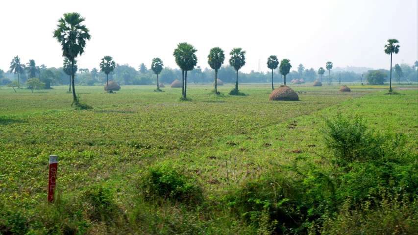 large mounds sit in the middle of a field