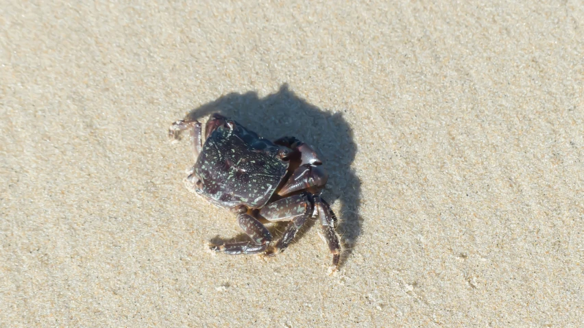 small crab laying on the sand and looking up