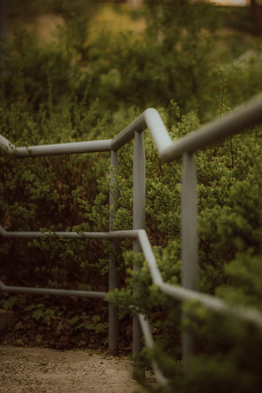 a stairway way with bushes and steps up a hill