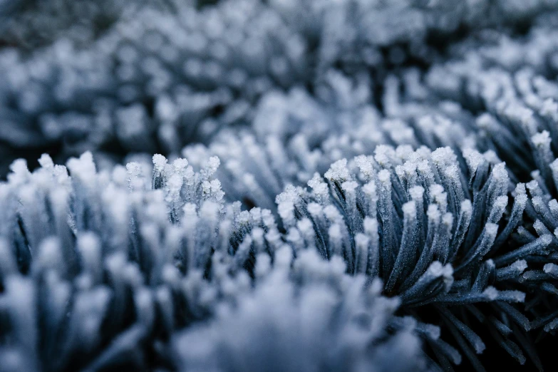 blue and white picture of a close up of snow on nches