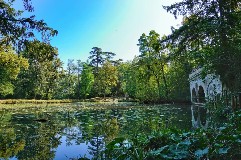 trees reflect off the water in the foreground