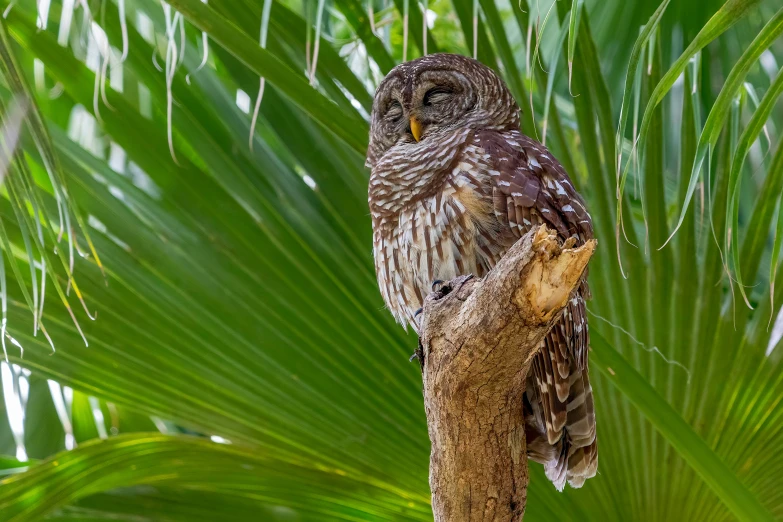 a small owl is perched on a nch in a tree