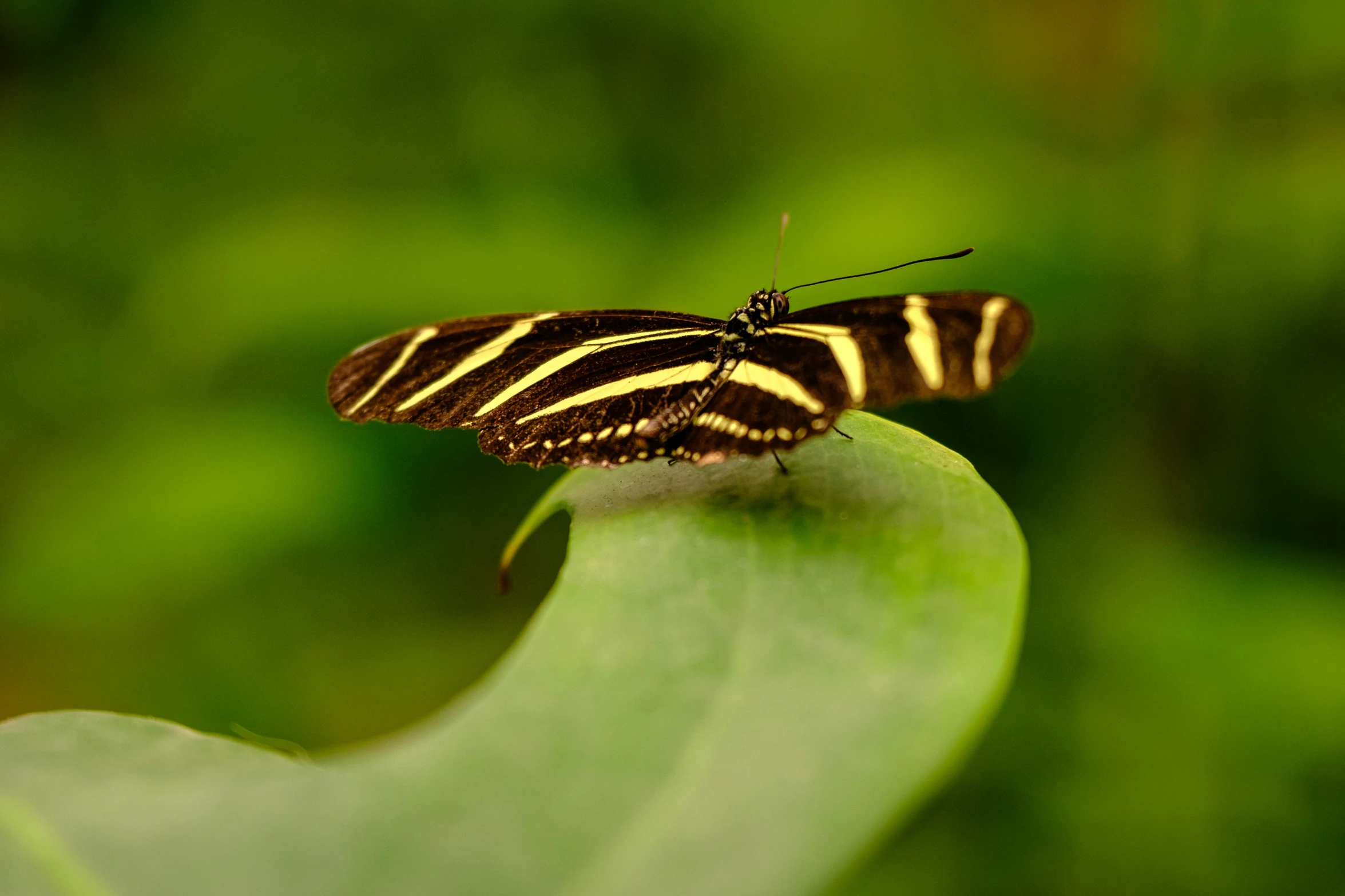 a very nice looking erfly sitting on top of a green leaf