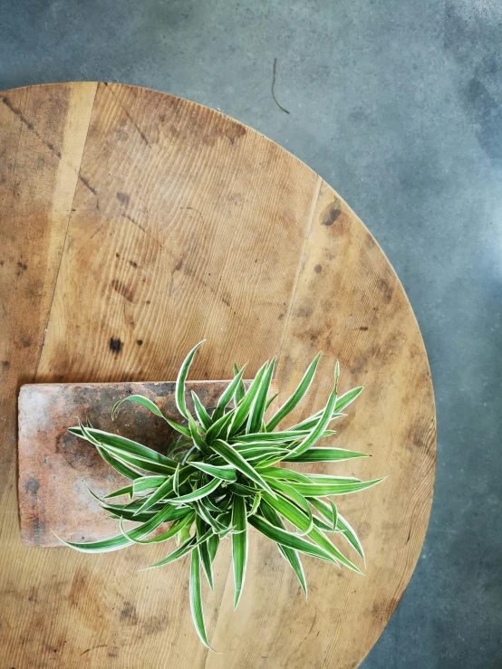 an overhead view of a wood round table with a plant on top of it