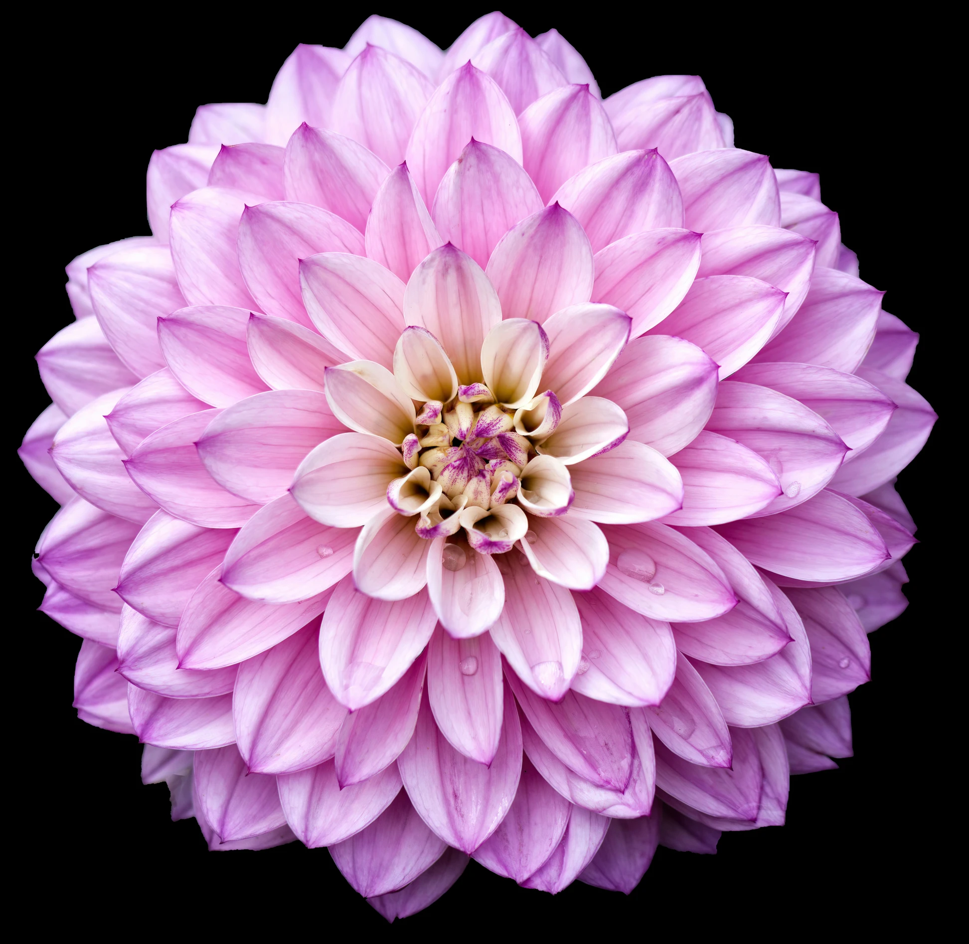 a large flower with very pretty petals sitting in the center of the pograph