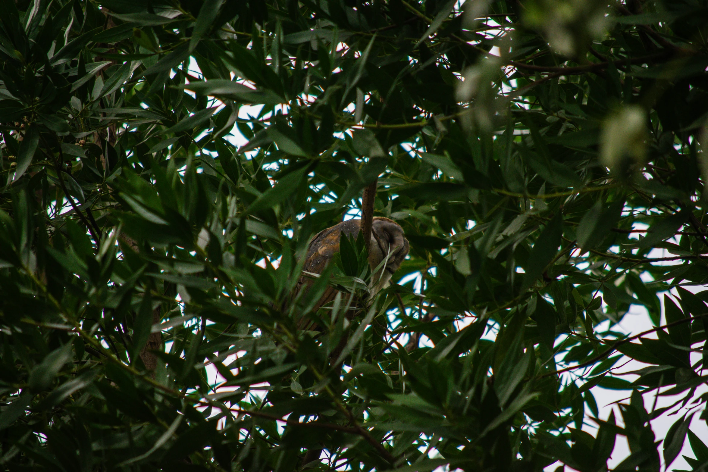 a small bird sitting in the top of a tree