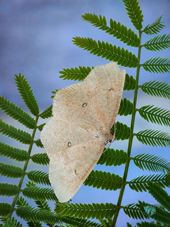 a large white erfly sitting on top of a fern leaf