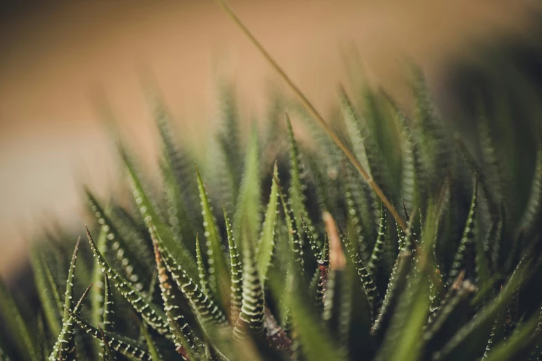 close up of a potted plant with lots of leaves