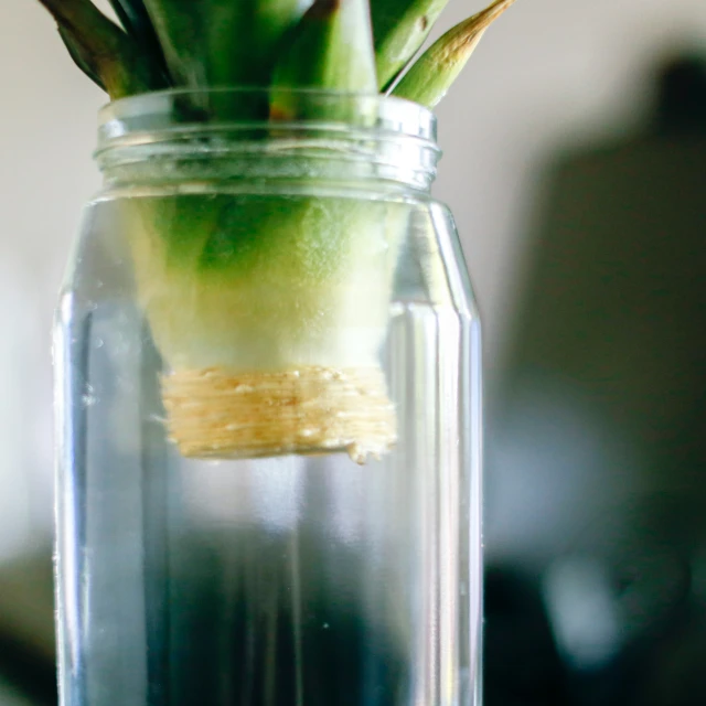 a budding plant that is sticking out of a jar
