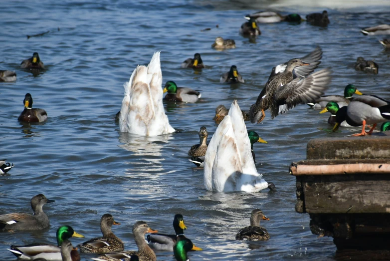 many ducks are swimming and landing around ice floes