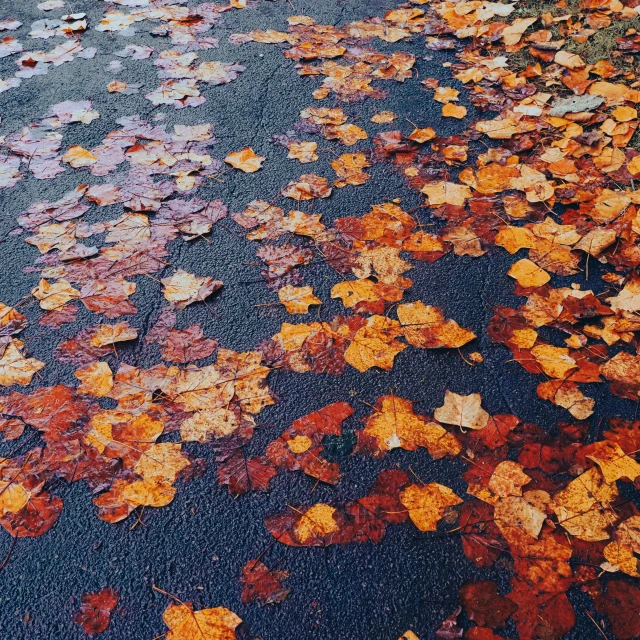 many leaves lay on the wet pavement in a city