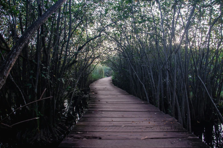 a walkway in the middle of a swamp