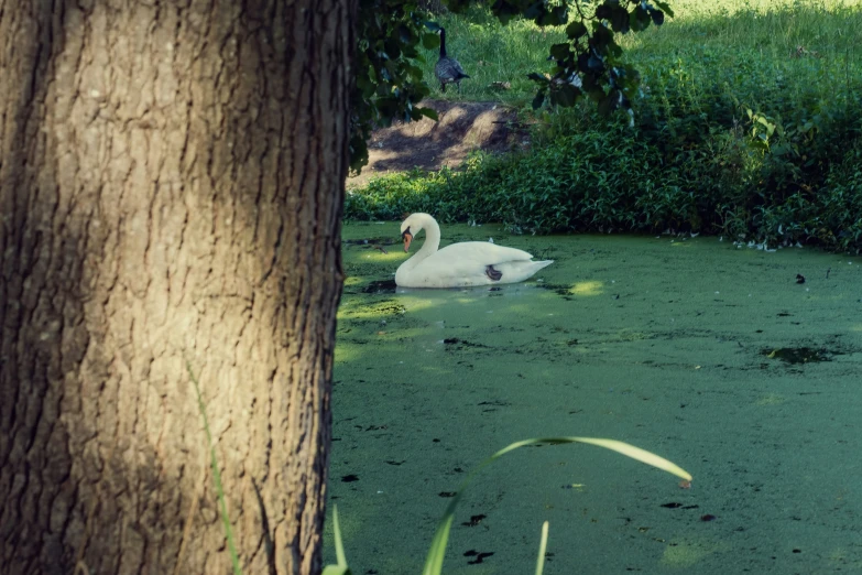 a swan in the pond near the trees