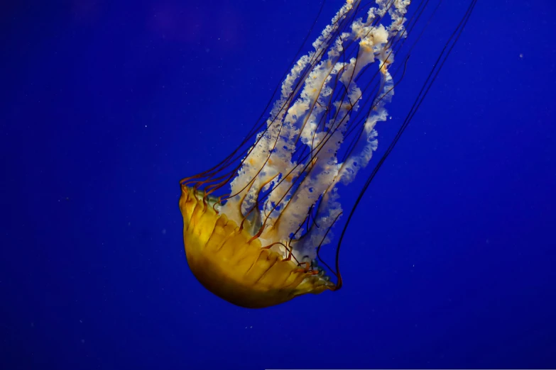 this jellyfish has a clear blue background and is swimming in the water