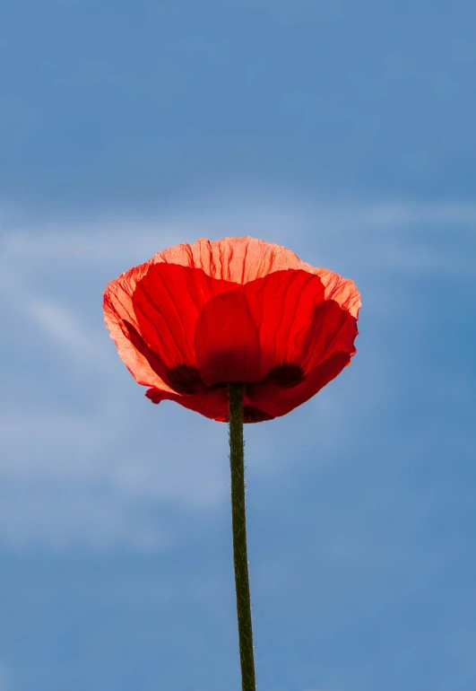 a large red flower is against a blue sky