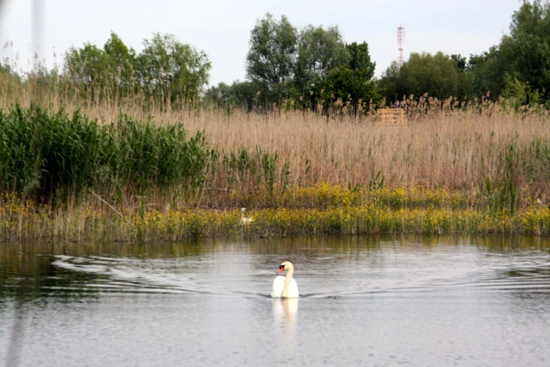 a large white swan floating on top of a body of water