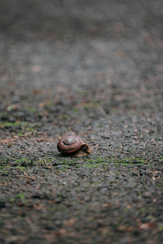 snail walking across a road covered in rain