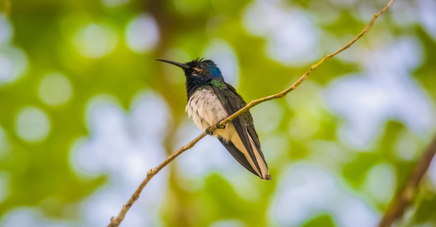 a bird sits on the nch with the mouth open