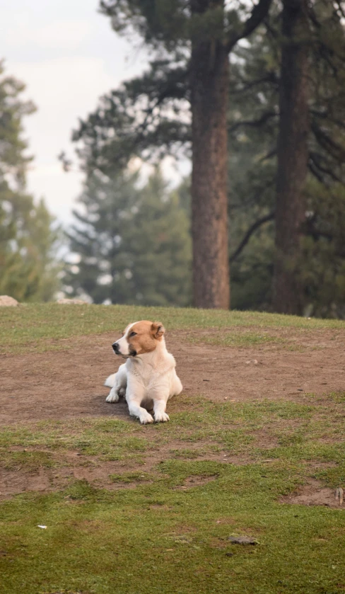 small dog rolling around in the grass outside